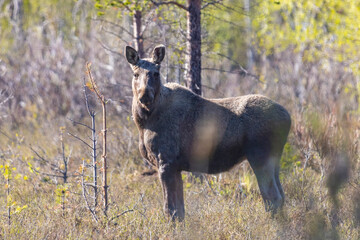 An adult moose stands in the forest and looks at the photographer
