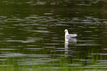 An adult seagull swims on the water