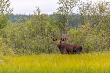 An adult moose stands in the forest and looks at the photographer