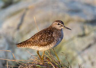 Female ruff (bird)  on a summer day on the lake