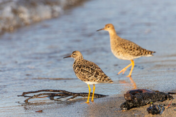 Female Ruff (bird)  stands on the shore of the lake