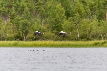 A pair of common crane flies over the river