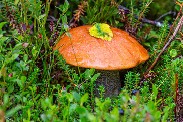Boletus Mushroom in autumn forest close-up