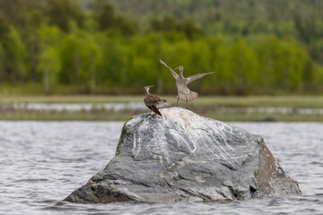 A pair of Eurasian whimbrel stands on a large stone in the river