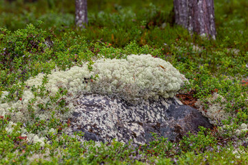 Reindeer moss and blueberry bushes close up