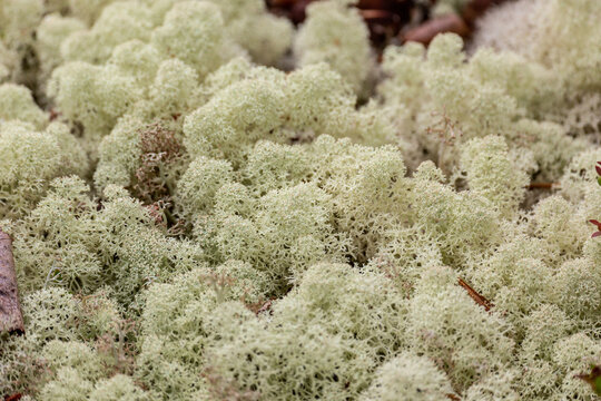 Reindeer moss and blueberry bushes close up