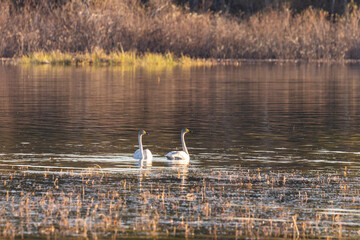 A pair of Whooper swan floats on a lake on a summer day