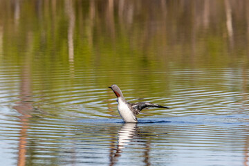 Red-throated loon floats on the lake, Arctic, Russia