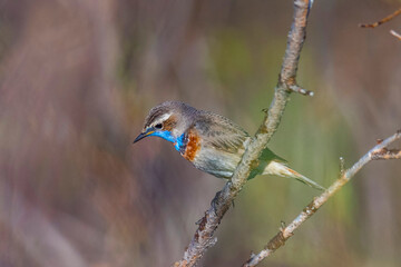 Male Bluethroat sitting on a tree branch