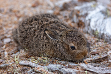 Little hare lies on the ground