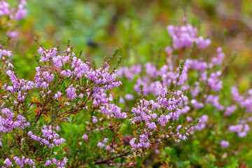 Blooming heather bushes close up