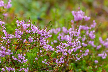 Blooming heather bushes close up