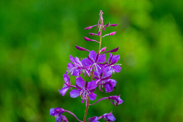 flowers of Fireweed, Chamaenerion angostifolium on a sunny summer day
