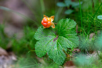 berry cloudberry in autumn day