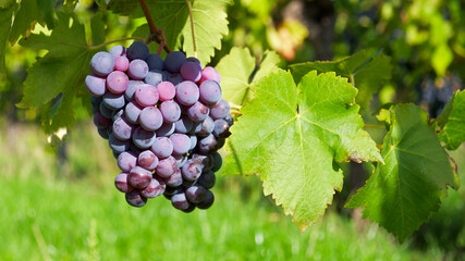 Fototapeta premium a bunch of purple grapes in sunset rays on the background of a green vineyard