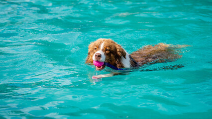 border collie dog swimming in water with a toy in his mouth on a sunny day