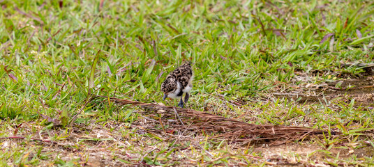 Photograph of a beautiful Southern lapwing puppy.	