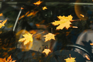 Colorful scenic autumn background, fallen leaves on bumper of car and reflections of trees in glass