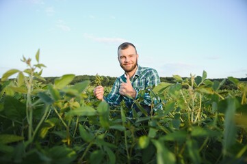 Agronomist inspects soybean crop in agricultural field - Agro concept - farmer in soybean plantation on farm