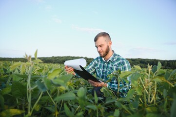 Farm worker controls development of soybean plants. Agronomist checking soya bean crops growing in...