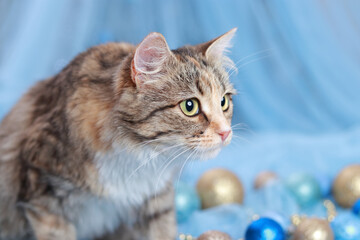 Christmas holidays and New Year concept. Cat on the background of a Christmas tree and lights. Kitten on a blue background with sparkling lights or stars. Funny Kitten lies and looks away. Shiny stars