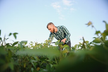 A farmer agronomist inspects green soybeans growing in a field. Agriculture