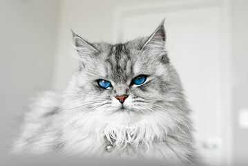 Portrait of a graceful gray cat with blue eyes. The cat lies on a gray blanket in the house.