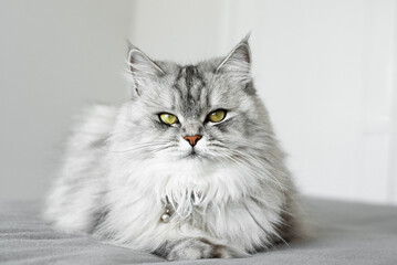 A beautiful gray cat with yellow eyes lies on a gray blanket with a proud expression. Breed Nevsky Masquerade. Siberian graceful cat.