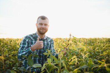 A farmer agronomist inspects green soybeans growing in a field. Agriculture