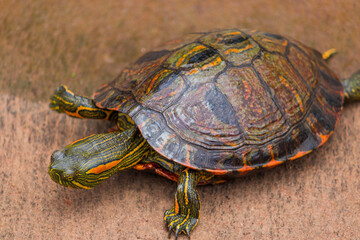 Photograph of a beautiful turtle.