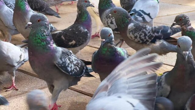 Flock of pigeons feeding from the ground of a public square