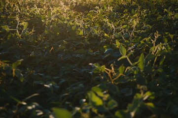Soybean field, green field, agriculture landscape, field of soybean on a sunset sky background