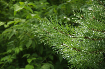 Pine branch with raindrops on a natural background. Rainy day. Blurred background.