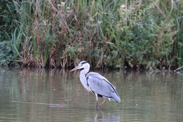 Grey Heron (Ardea cinerea) fishing at Arundel WWT