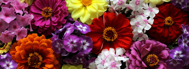 Colorful floral banner. Bouquet of phlox, dahlias and zinnias close-up, top view. Background,...