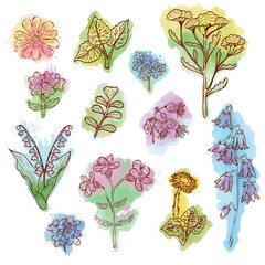 Wildflowers, field herbs set. Floral herbal plants with leaves and flowers. Various delicate meadow wildflowers in vintage style. Botanical stylized vector illustration with watercolor background