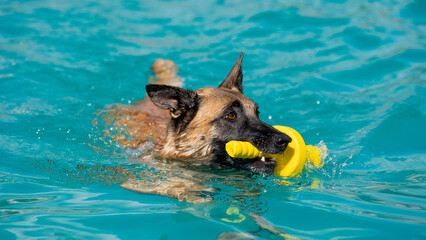 dog in swimming pool