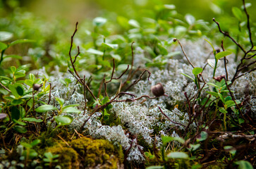 Fairytale forest macro picture with a dry black tiny plant branches, green moss, gray lichen, in forest with blurred background