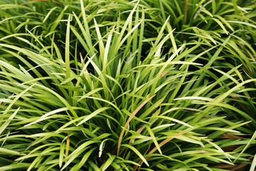 A bush of green grass close-up. Background of natural grass.