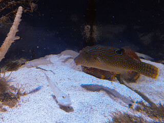 Puffer fish. Predatory fish. Beautiful sea fish