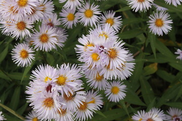 Lots of chamomile flowers close up.