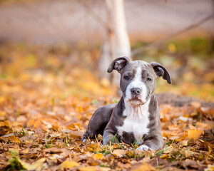 A cute puppy with funny ears lies on the leaves against the backdrop of an autumn park