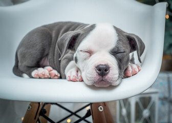  Cute bicolor puppy sleeps on a white chair.