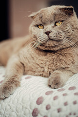 Beautiful grey cat lying on a soft , British Shorthair cat, adorable and funny pet