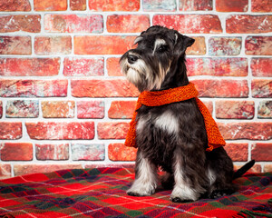 Shaggy dog in a scarf sits on a plaid near a stone wall