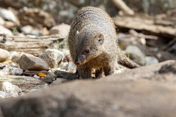 The banded mongoose is a mongoose native from the Sahel to South Africa. Her Odense zoo,Denmark,Europe,Scandinavia