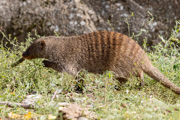 The banded mongoose is a mongoose native from the Sahel to South Africa. Her Odense zoo,Denmark,Europe,Scandinavia