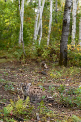 Cougar Kitten (Puma concolor) Turns on Forest Floor Autumn
