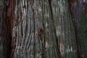 old wood texture
