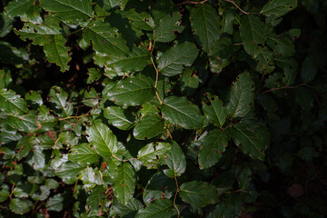 green leaves background